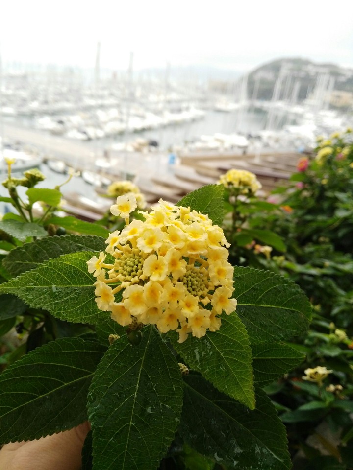 Fiore