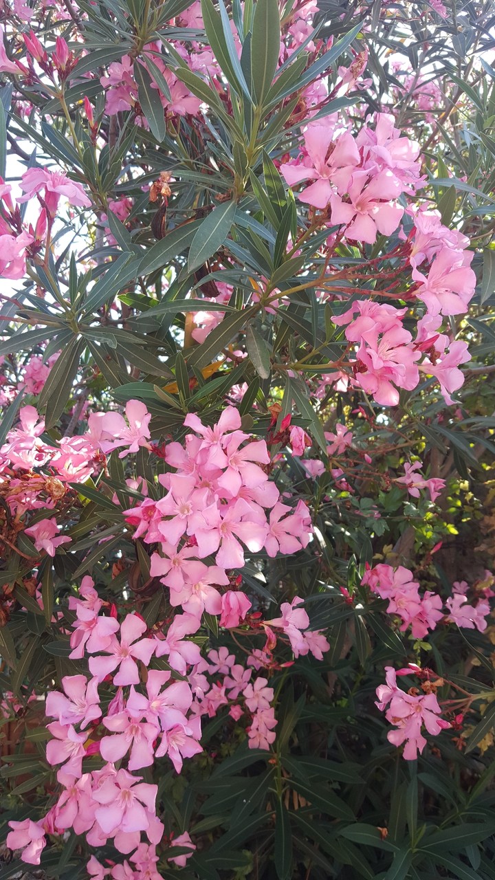 pink