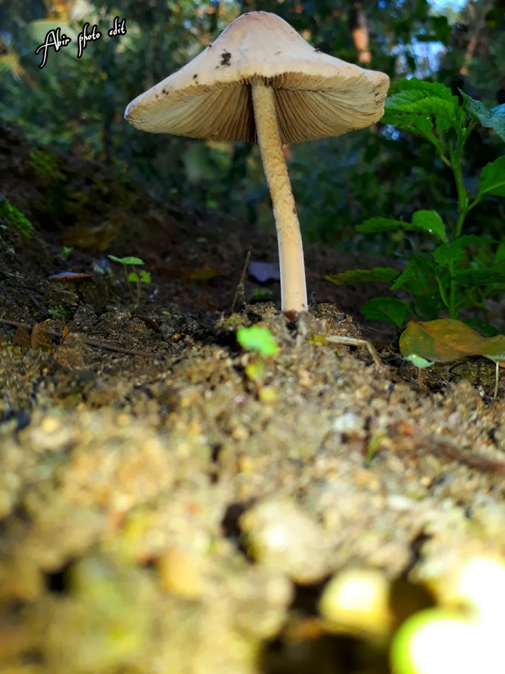 Mushroom