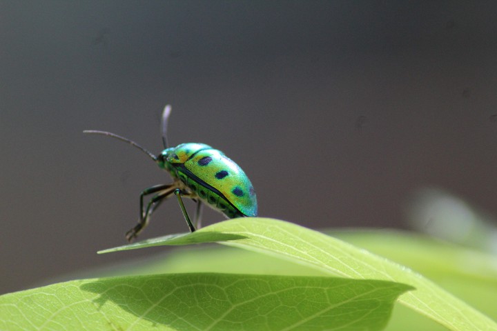 lady bug