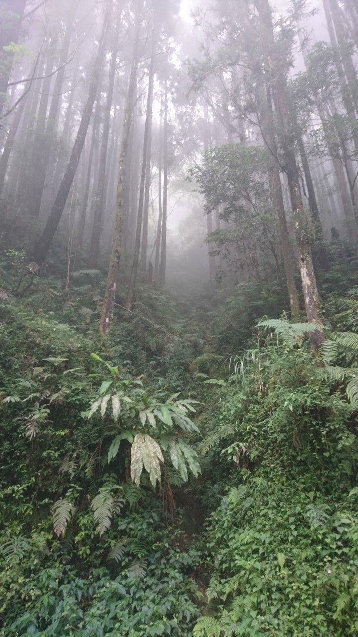 into the woods