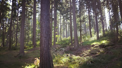 forest