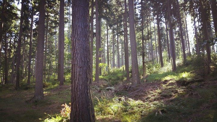 forest