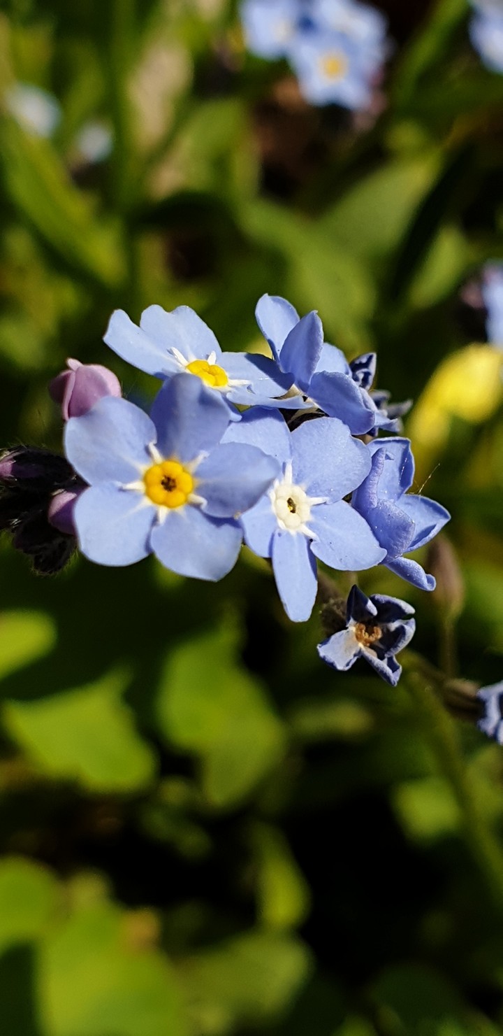 spring