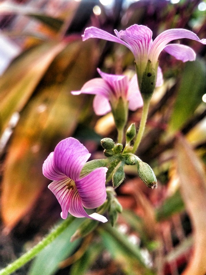 Nature