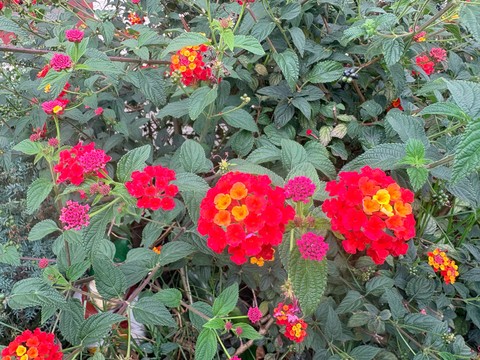 lantanas, Yellow achtergronden