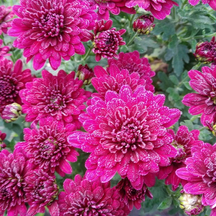 flower's