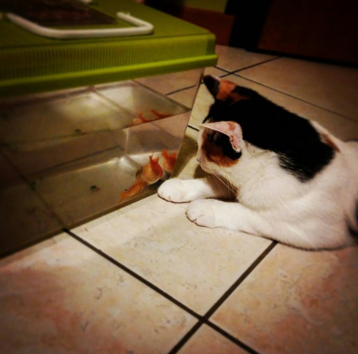gatti