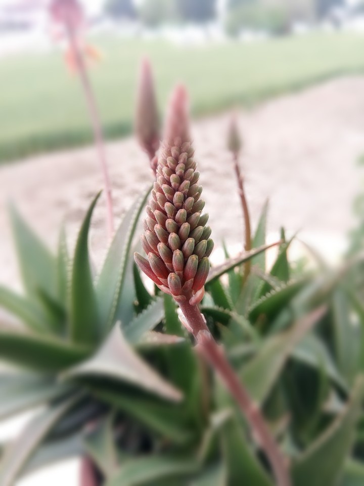 strange plant