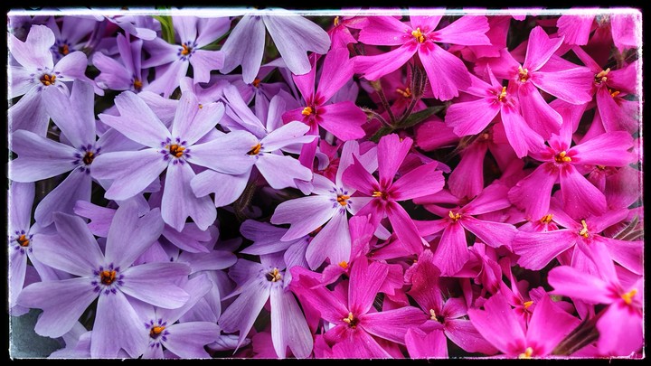 Colours flowers