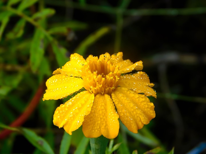 Dew Drops on Flower