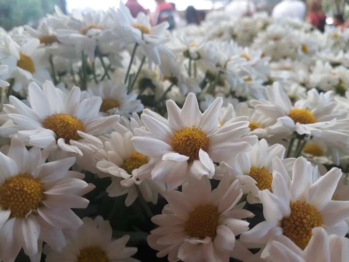 flores