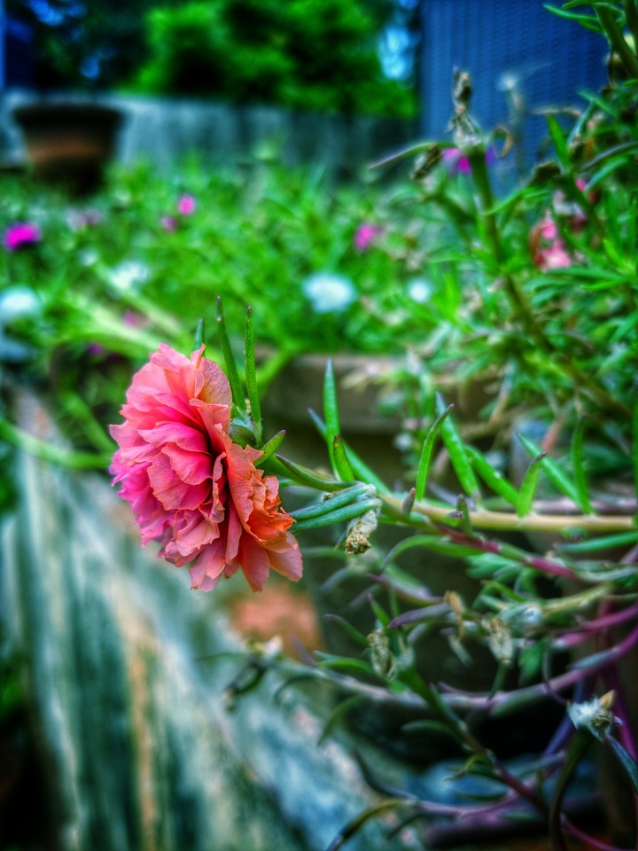 Flower in nearby garden