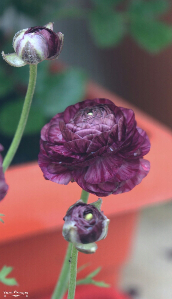 flower
