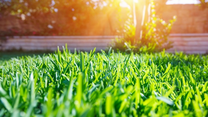grass