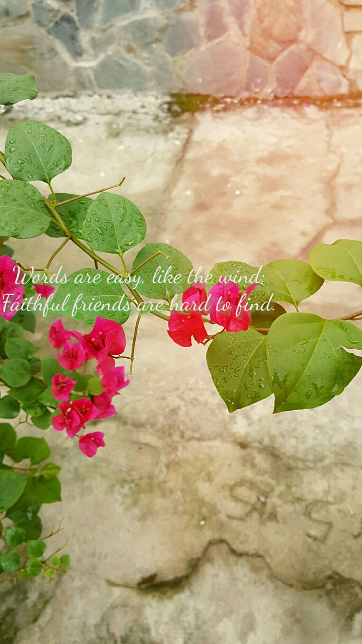 Friendship flowers