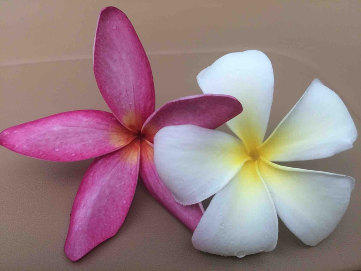 Frangipani