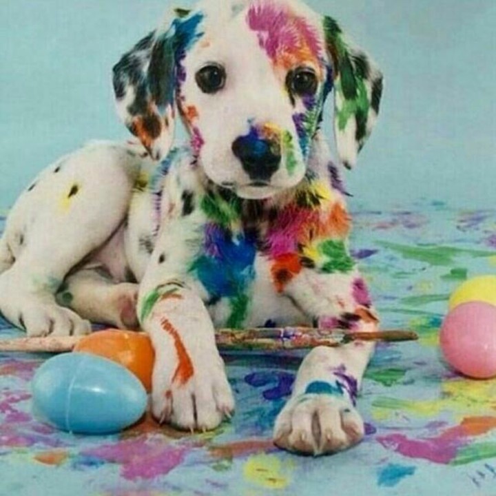 Kunterbunter Hund