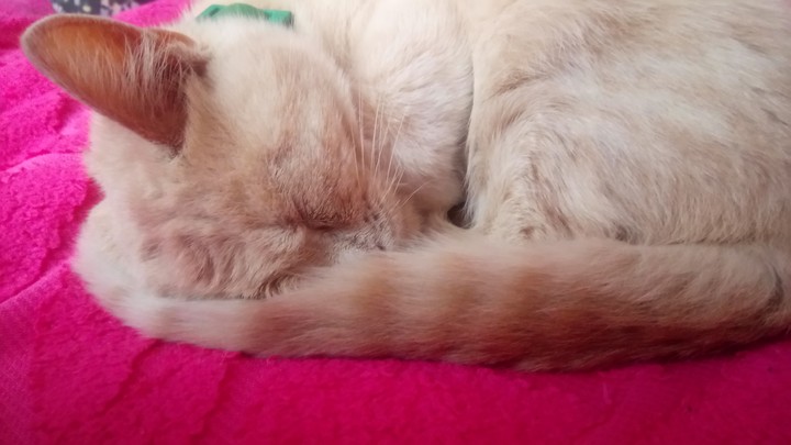 cat