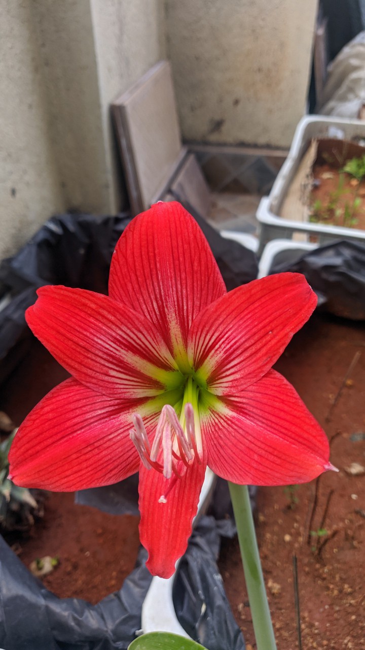 striped Barbados Lily