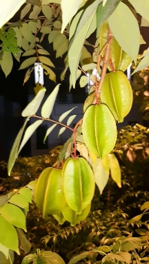 starfruits