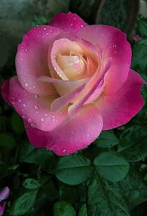 rose