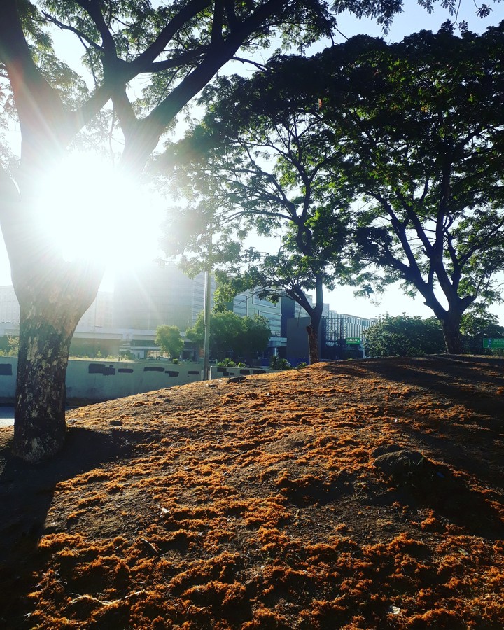 Nature in the heart of the City