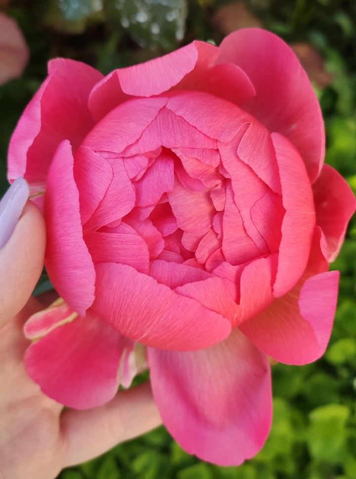 Beautiful peony