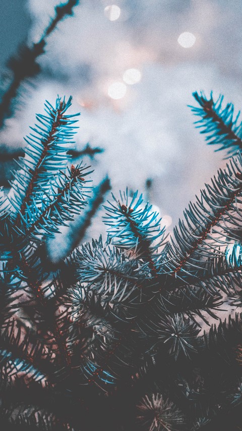 spruce