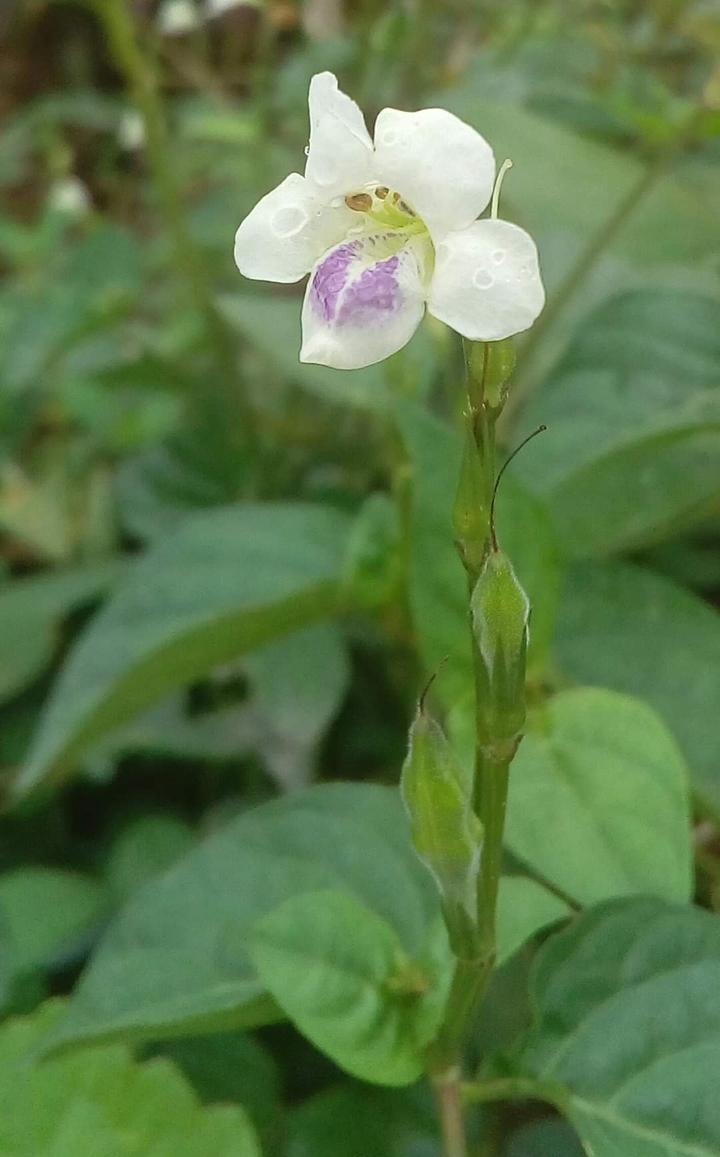 ? green