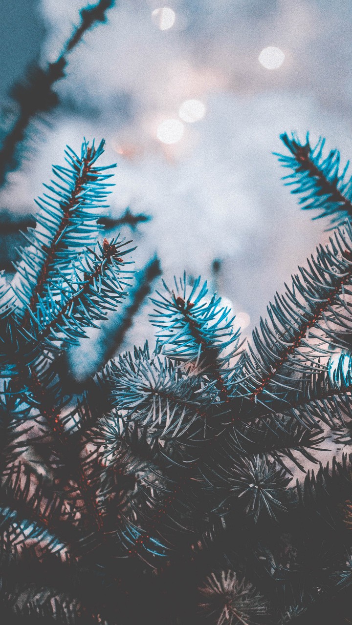 spruce