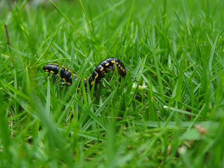 Grass Ride