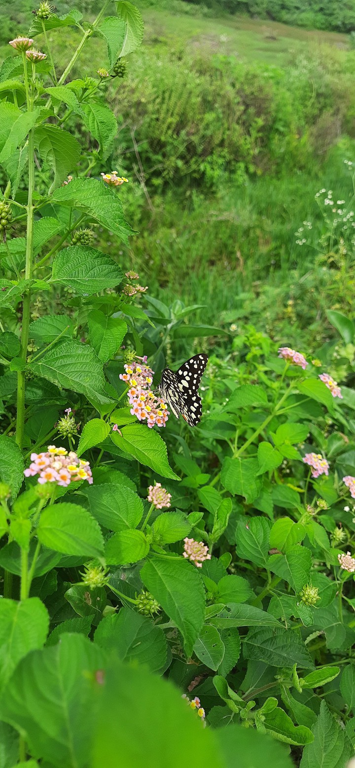 butterfly