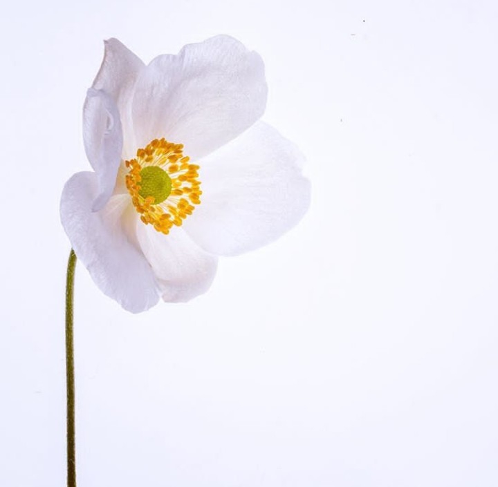 Anemone