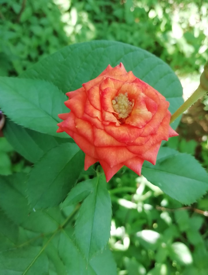 rose