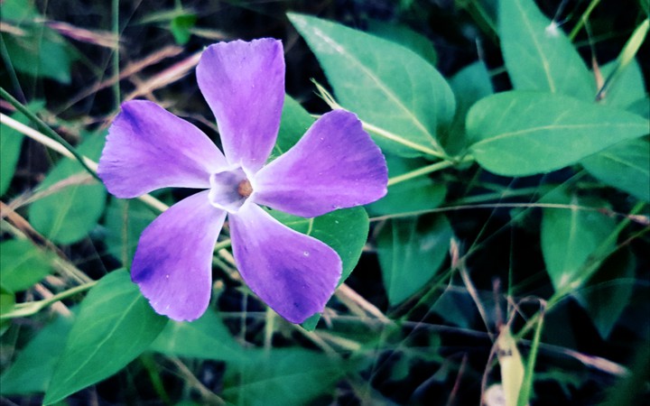 Purple and a flower