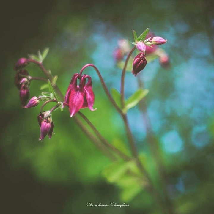 Dreams Garden 2