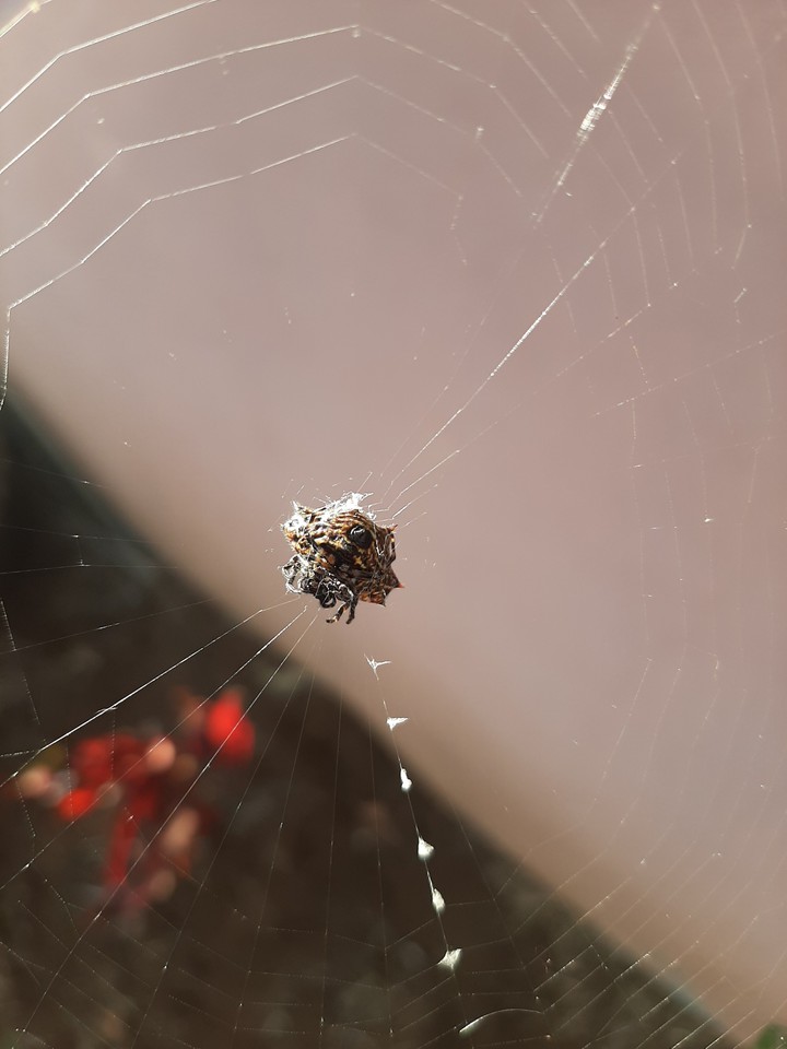 Spider web