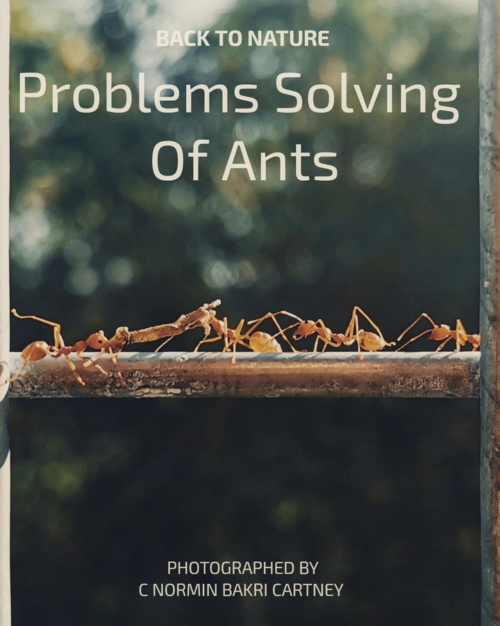 Ants