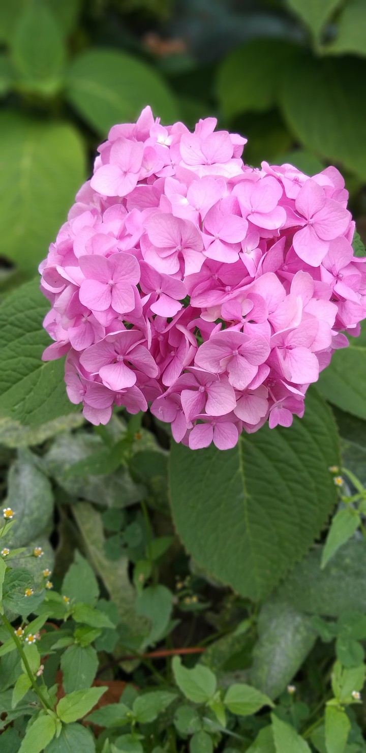 Pink beauty