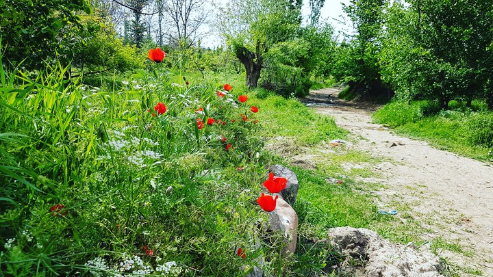 بیگلر
