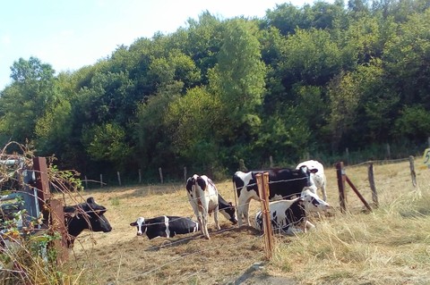 fonds d'écran Field, pasture