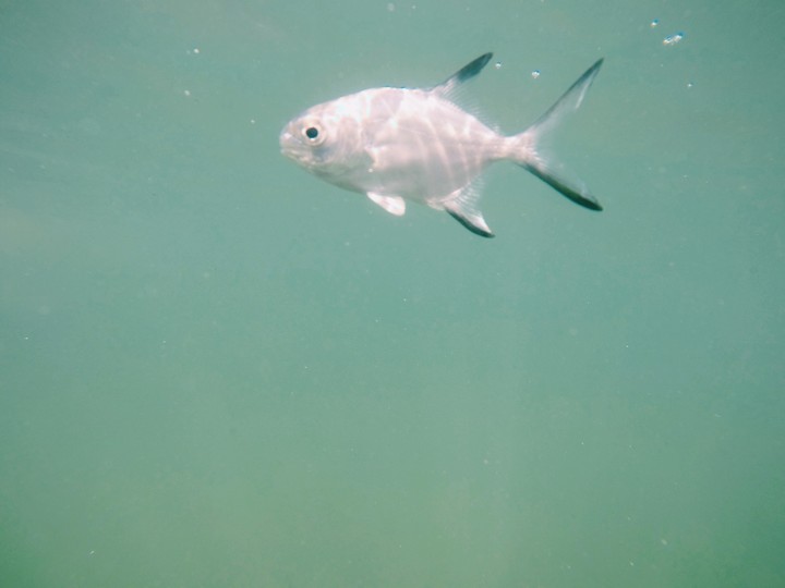 Fish, nature