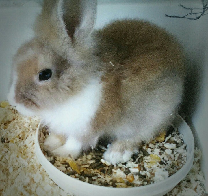 rabbit! 