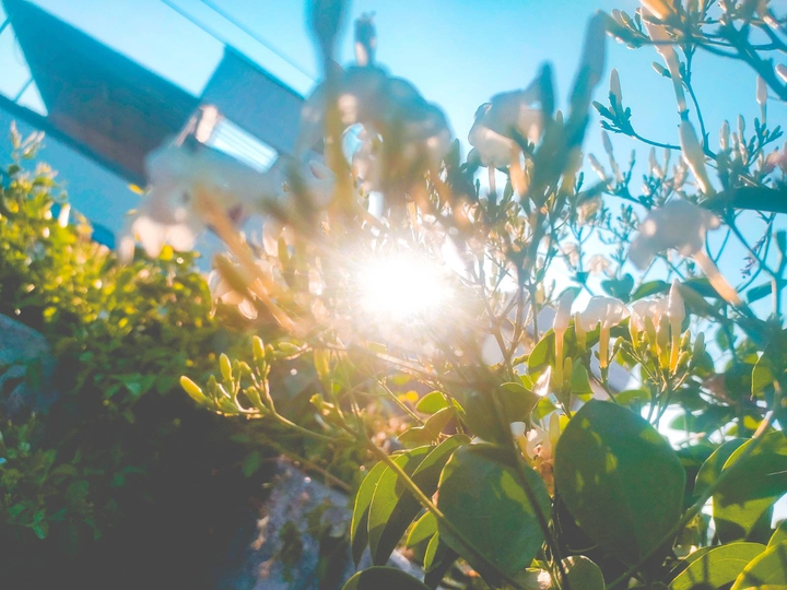 sunshine