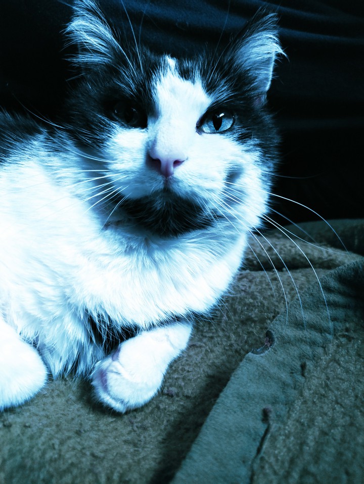 Cool Cat