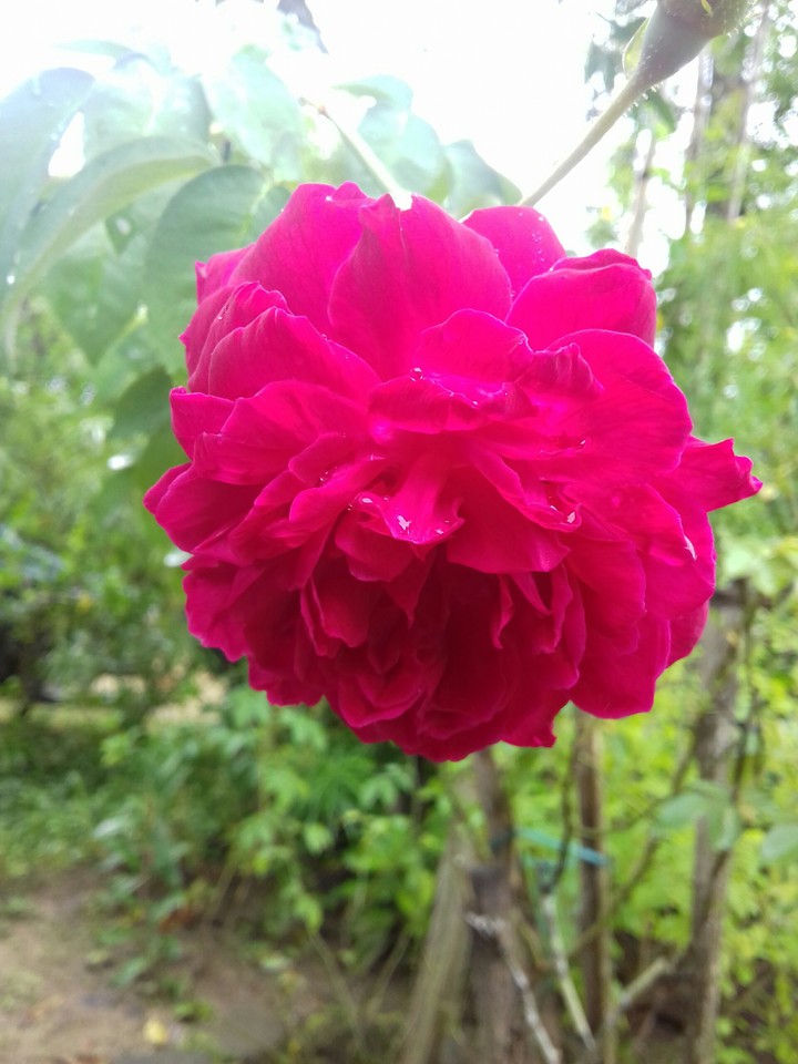 rose