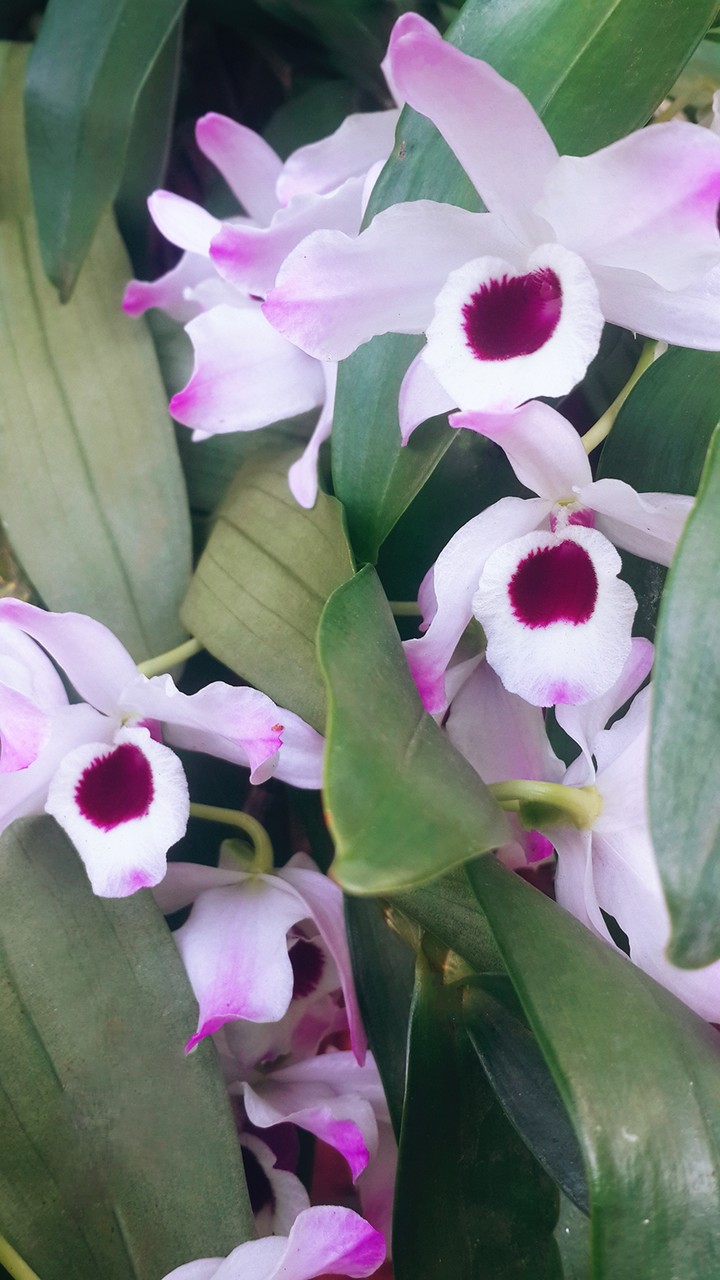 Flor.