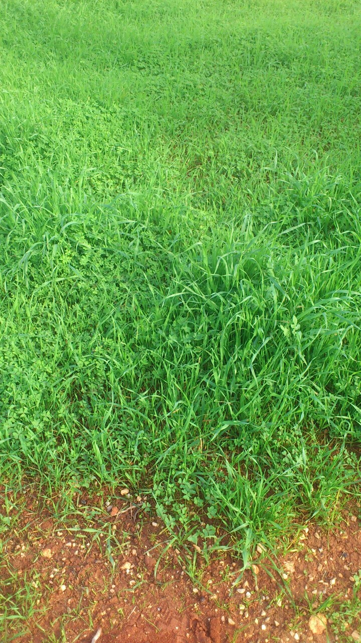 Green Grass
