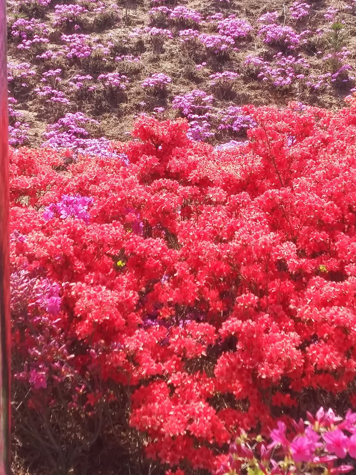 꽃들...